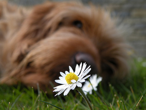 Thumbnail image for Dr. Alexander- August 2013- Itchy Dog- Flower.jpg